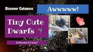 DISCOVER CUTENESS - Tiny Cute Netherland Dwarfs