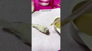 Finch bird feeding #shorts#birdfeeding #finches #cutebird #handfeedingchicks #birdfood #smallbirds