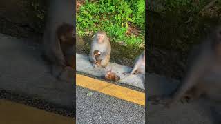 mom monkeys protecting their cute little ones #mom  #love #animals