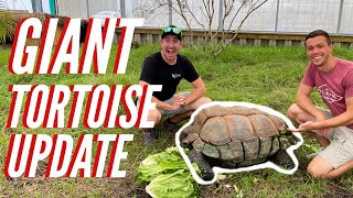 Crush The Giant Aldabra Tortoise!