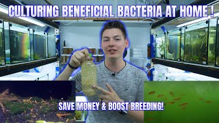 How to make Beneficial Bacteria at home & Save Money!