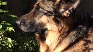 German Shepherd - SONY HDR-CX150 - Full HD Test 03