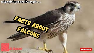 17 Interesting Facts About Falcons, Unique facts you don't know yet…