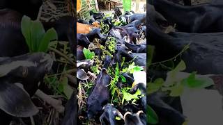 Black Bengal goat.#blackbangalgoatfarming #shortsfeed #subscribe #short