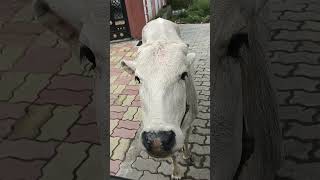 Divine Connection: Cow Chanting Shree Ganesha for Ganesh Chaturthi