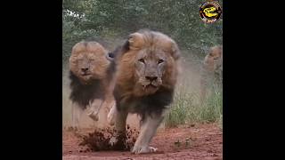 lion vs honey badger fight| shair aur honey badger ki ladayi| lion fight scenes| lions video