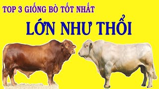 3 GIỐNG BÒ LAI TỐT NHẤT CHO HIỆU QUẢ KINH TẾ CAO TĂNG TRỌNG NHANH NUÔI BÒ LỚN NHANH LÃI CAO