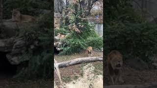 African lion ROARING through the Zoo!