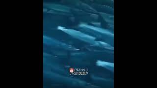 gerombolan ikan barakuda || barakuda || ikan predator@TungguPancing#shortviral #videoshorts #short