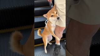 Funny Shiba Moments That Will Make You LAUGH! Part 2