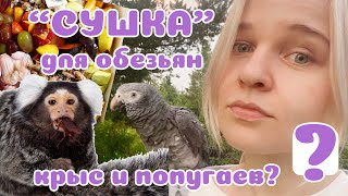 "СУШКА или НАТУРАЛКА"? Вечный вопрос