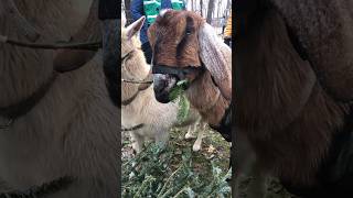 Goats will eat your Christmas tree!