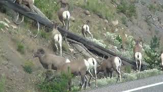 Bighorn Sheep in Yellowstone Nat'l Park - 2022