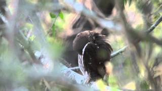 Ferruginous Pygmy Owl