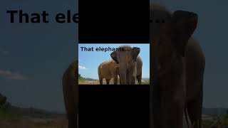 Did you know this about elephants?