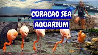 CURACAO SEA AQUARIUM with FIGHTING FLAMINGOS, SHARKS & DOLPHINS!!!! Join Me!