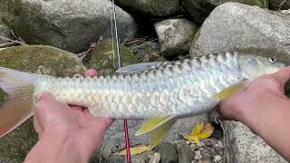 Golden Mahseer fishing Rainy Day//Nice Rod Action Game Arunachal Fishing Videos.