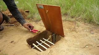 Underground Quail Bird Trap Using Deep Hole