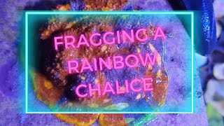 how to frag a rainbow Chalice coral