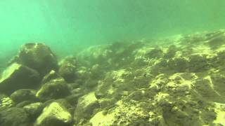 Snorkeling in Bisentina Island - Bolsena Lake