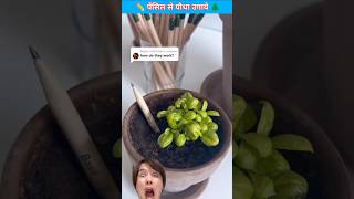 Pencil Life Hack || पेंसिल से पौधा उगाये || #shorts #viral #short @MRINDIANHACKER @EmotionalMediaJourneys