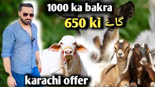 Karachi walo k liye zabardast offer | sasty tareen janwar | lay jao