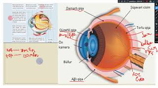 8-ci sinif - Görmə orqanımız - NurBio