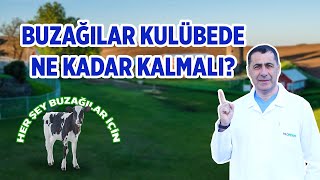 Buzağılar kulübede ne kadar kalmalı?