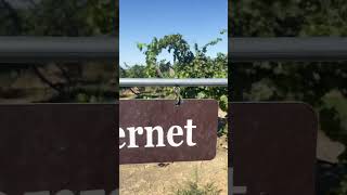 Grapes to make Cabernet wine #shorts #cabernet  #grapesforcabernet #grapes