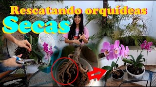 Rescatando orquídeas secas paso a paso| Orquídeas deshidratadas por calor extremo