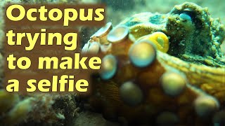 Octopus tries to make a selfie with my camera - Secrets of the Octopus - Mallorca