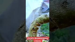 Лайфхак: Как создать изгиб ствола у взрослого дерева #gardenflower #сад #ствол #garden #shorts #diy