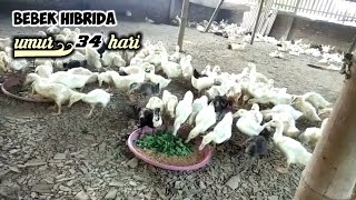 Bebek hibrida umur 34 hari