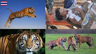 When Animals Attack - Tigers THAILAND