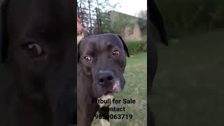 Top Pitbull for Sale🔥Cheapest Dogs Kennel #ambully #pitbulldog #trendingshorts #viral #dogs #reels