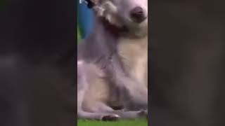 Funny Dog