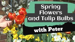 Spring Flowers and Tulip Bulbs | Garden Ideas | Peter Seabrook