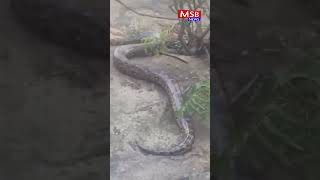 Huge Python Snake Caught Himayat Sagar