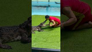 Guy Kisses a CROCODILE in Phuket Thailand! #shorts #crocodile #kiss #phuket #thailand #จระเข้