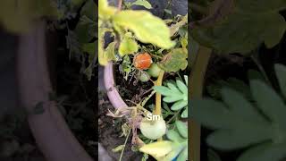 Thakali /  Tomato maadi thottam /#maadi_thottam_for