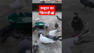 🕊️कबूतर का खिलाड़ी subscribe #trending #kabutar #shorts #ytshorts #video #pigeon #kabootar