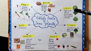 Edible parts of plants with Examples : VI Science