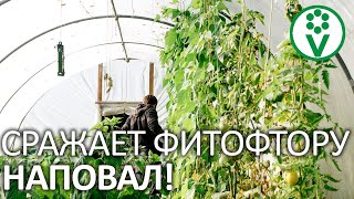 УКСУС И ПЕРЕКИСЬ ВОДОРОДА И ПОЧВА КАК НОВЕНЬКАЯ! Чем обеззаразить почву от болезней и вредителей