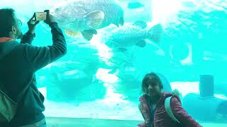 Great White Shark in Aquarium