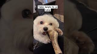 takie święta to są ok #dog #doglover #maltese #maltańczyk #maltesedog #puppy #pies #cat #funnyshorts