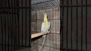 cockatiel pet bird #cockatiel #cockatielcage #cockatielslovers #cockatielcolony #cockatielshort