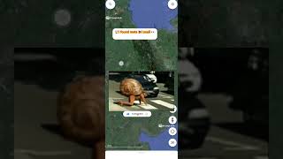 i found 🤯mantl snail🐌 in real life 👀 on google earth map 🌎 zooming short video 🤯#ytshorts #shorts