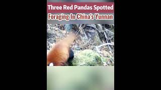 Three red pandas spotted foraging in China's Yunnan#fyp #fypシ #china #environment#animal