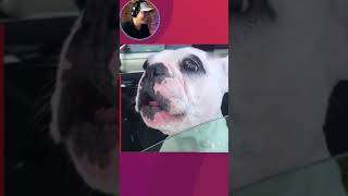 🐕 Smart Dogs Singing So Funny - Giọng Ca Vàng Trong Làng Giải Trí - #Shorts