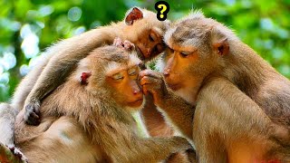 Wonderful..!! Monkey Joyce getting feels comfortable from Monkey Libby and Rainbow is wondering..!!